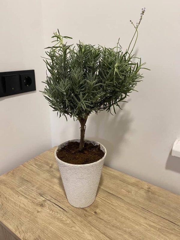 Лаванда на штамбі, 3-х річний саджанець.