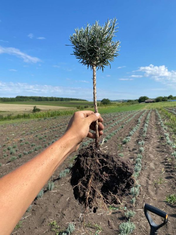 photo_2023-11-14_17-10-32.jpg Лаванда на штамбі, 3-х річний саджанець.