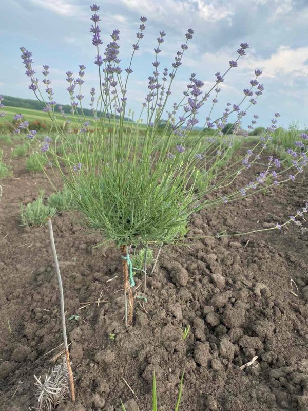 photo_2023-11-14_17-10-53.jpg Лаванда на штамбі, 3-х річний саджанець.