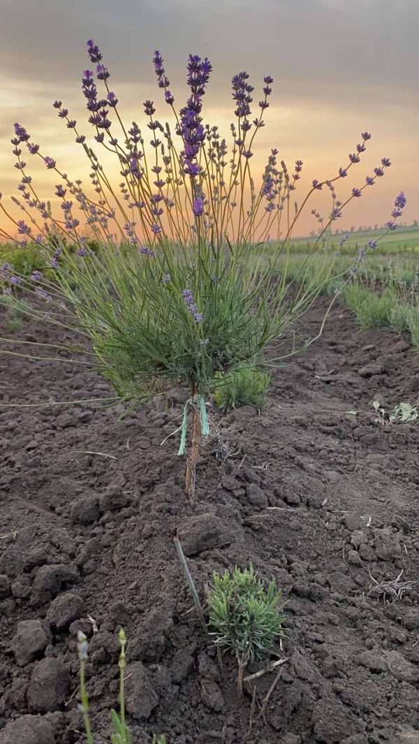 photo_2023-11-14_17-10-58.jpg Лаванда на штамбі, 3-х річний саджанець.