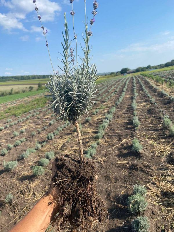 photo_2023-11-14_17-11-01.jpg Лаванда на штамбі, 3-х річний саджанець.