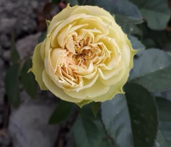 photo_2024-05-26_14-37-54.jpg Троянда Динамік