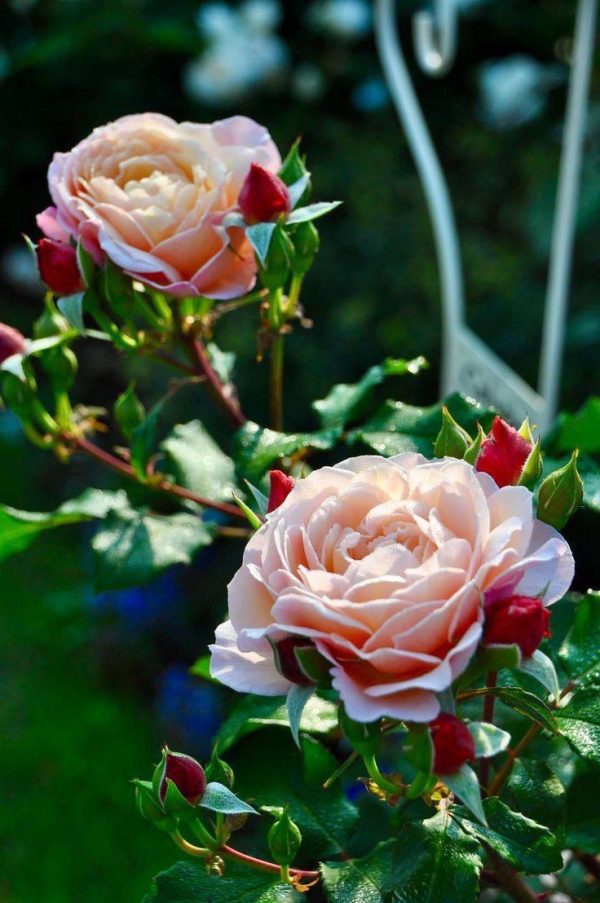 photo_2024-05-26_14-50-21.jpg Троянда Бьорн Бій Флорібунда