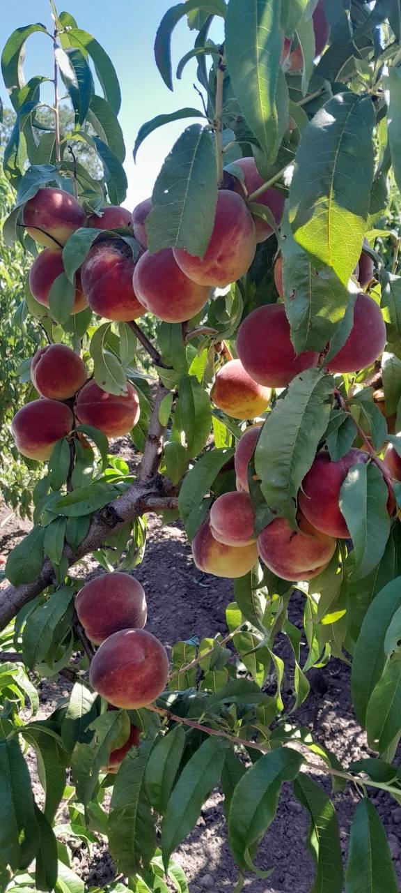 Персик Вайн Голд ГОЛД Т-3