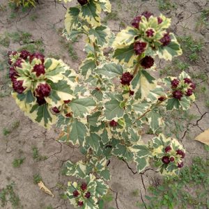 photo_2024-07-31_18-32-47.jpg Гібіскус "Purpureus Variegatus".
