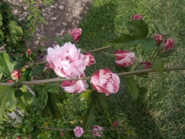 Гібіскус деревовидний махровий "Duc De Brabant"