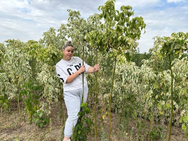 photo_2024-09-12_22-55-10.jpg Верба японська Хакуро-Нішикі на штамбі ВИСОТА 190-200
