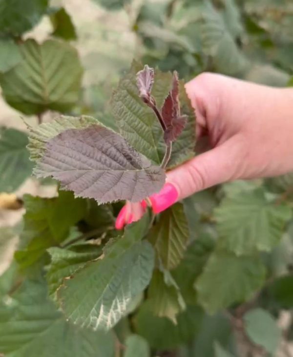 Фундук червонолистий Сирена