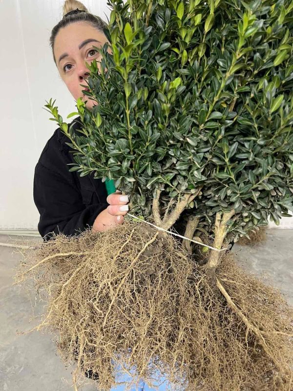Набір - 10 кущів самшиту (35 - 50 см)