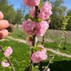 Мигдаль "Трилопатевий" розовий на штамбі