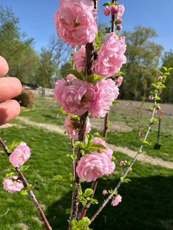 Мигдаль "Трилопатевий" розовий на штамбі