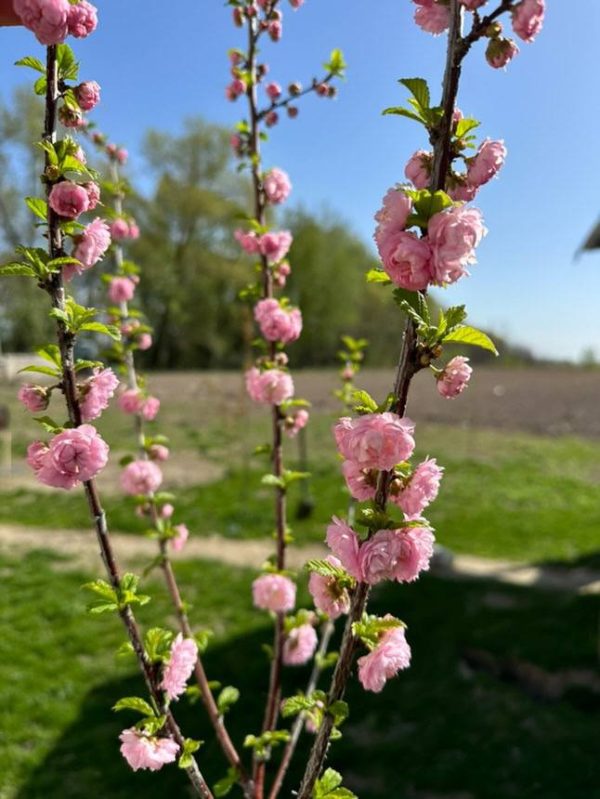 Мигдаль "Трилопатевий" розовий на штамбі