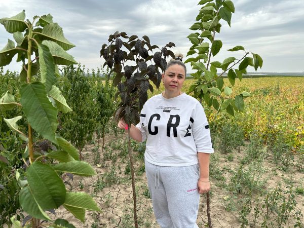 Сакура Роял Бургунді на штамбі, висота 200-180 см