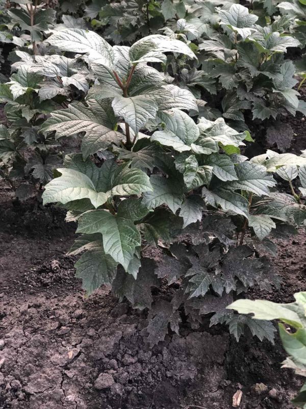 Калина кущова двохрічна