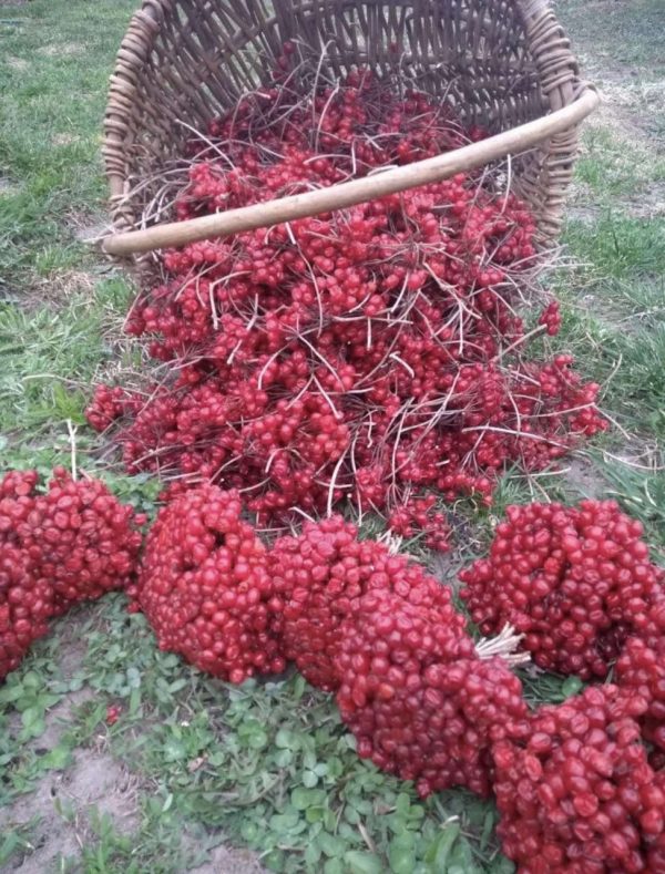 Калина кущова двохрічна