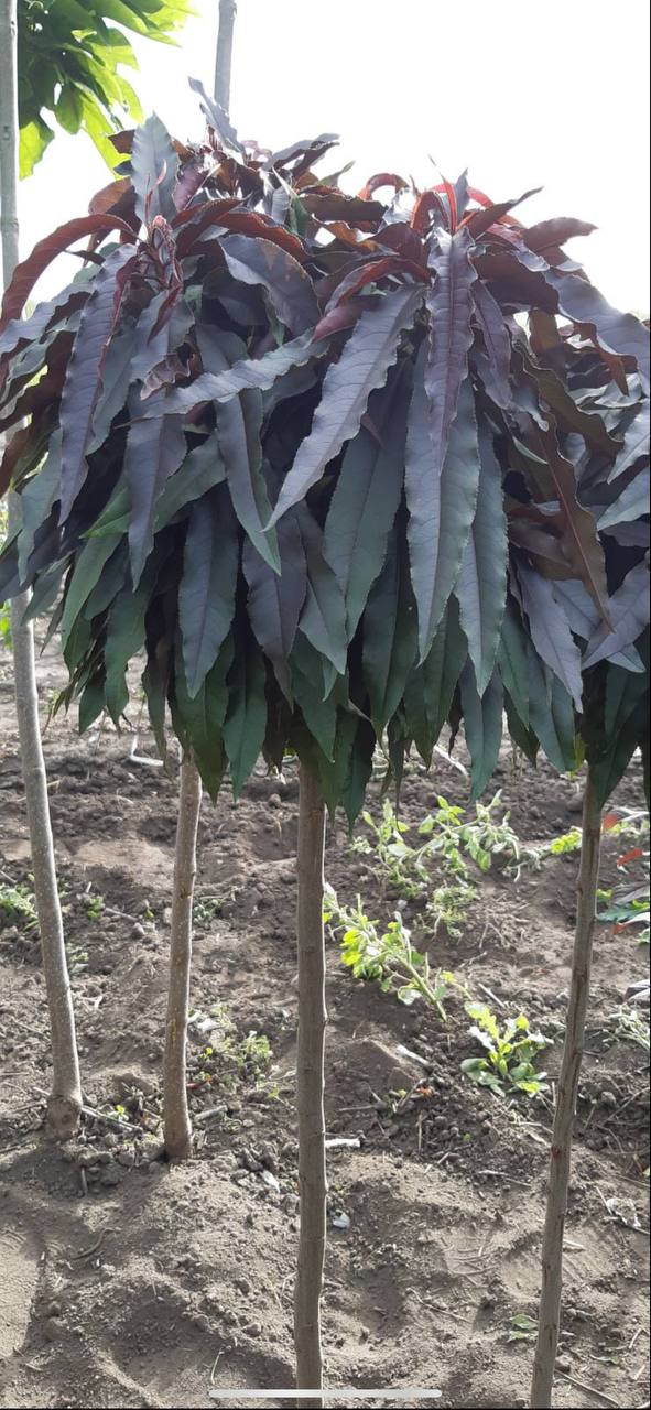 Персик "Бургунді" на штамбі червонолистий