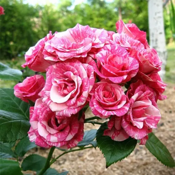 pink-flash-570x570-1-1.webp Троянда спрейка Пінк Флеш