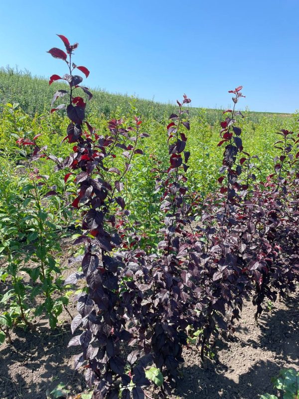 pisardi-3.jpg Cлива Пісарді