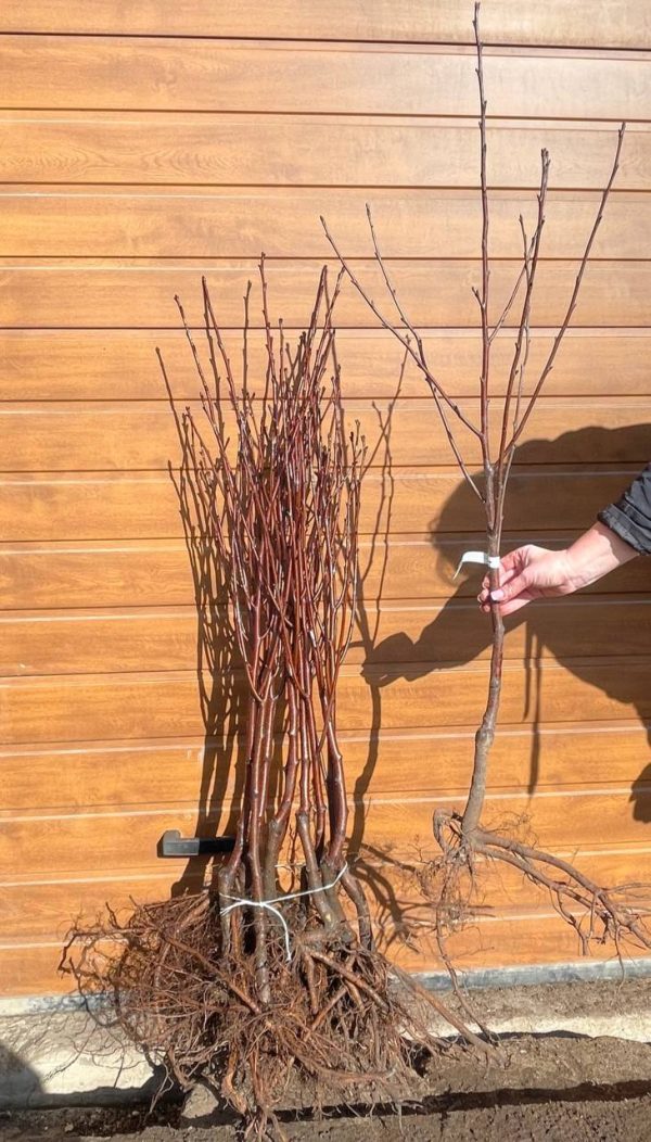 plodova-vyshnya-2.jpg Вишня плодова "Блаженство"