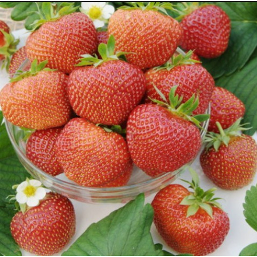 Полуниця"Полка"(середньо-стиглий сорт ) Продаємо від 10 шт одного сорту