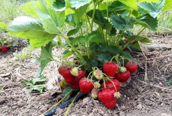 Полуниця "Спокуса"(ремонтантний сорт ) Продаємо від 10 шт одного сорту