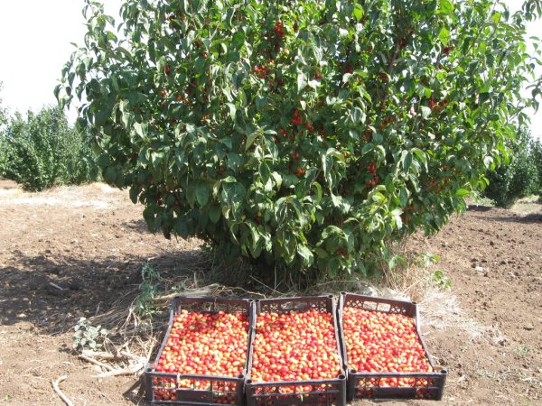 Кизил "Миколка"