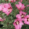 Гібіскус рожевий "Вудбрідж"