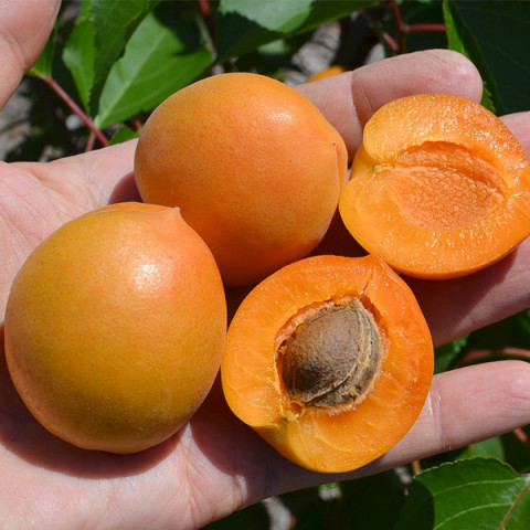 princ-mart-2-480x480-1.jpg Абрикос Пріция на штамбі плакучої форми