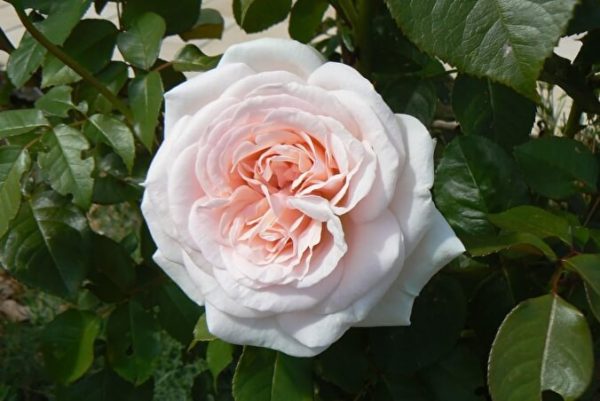 prints-jardiner-1.jpg Троянда Prince Jardin (Принц Жардин)