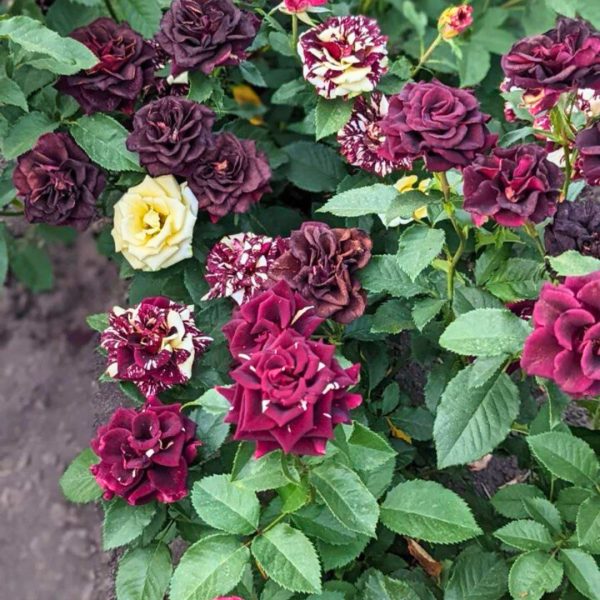 Троянда спрей Флеш Найт