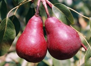 Груша "Старкримсон"(літній сорт)