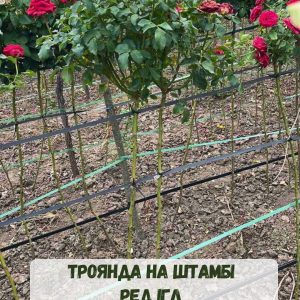 red-igl-1.jpg Троянда на штамбі Ред Ігл