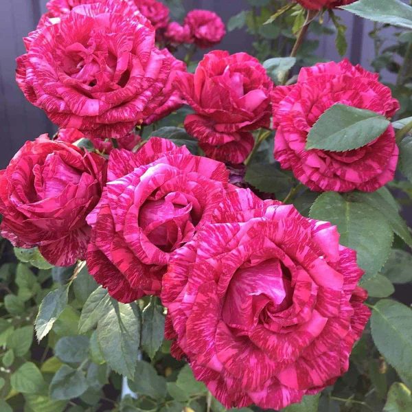 саженцы роз купить Троянда Пінк Інтуїшн (Pink Intuition)