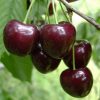 Черешня Регіна