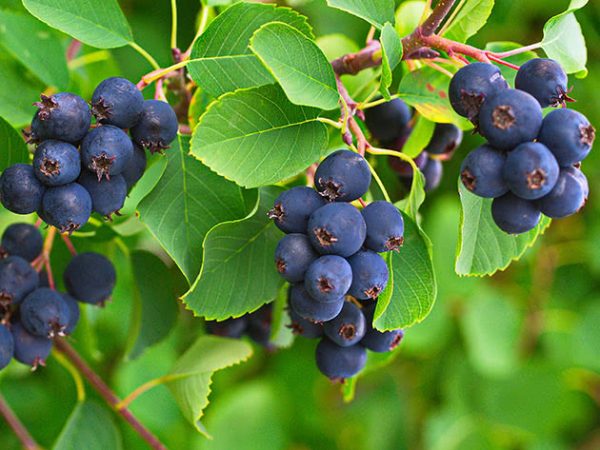 rga-thiessen.jpg Ірга Канадська, дворічний саджанець