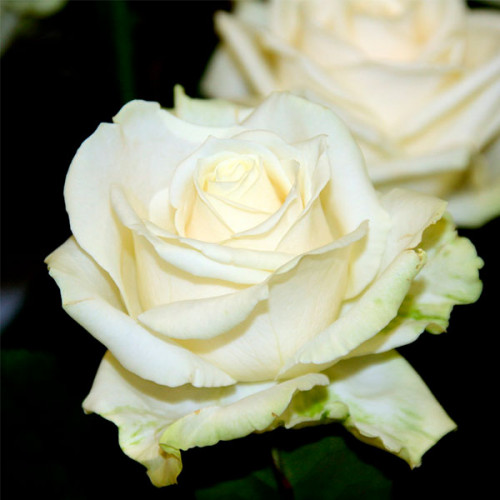 rosa_avalanz_2-500x500-1-1.jpg Троянда Аваланш (Avalanche)