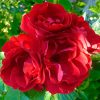 rosa_flammentanz1-500x500-1-1.jpg Троянда "Фламентанц" плетиста