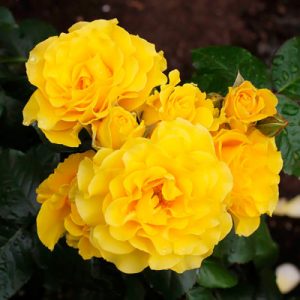 rosa_golden_shouers_1-500x500-1-1.jpg Плетиста троянда Голден Шоуерс