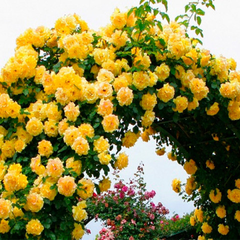 rosa_golden_shouers_3-480x480-1-1.jpg Троянда "Сонця Світло" Плетиста жовта