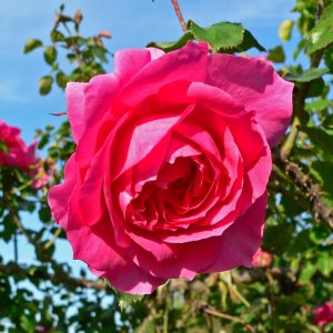 rosa_parade_1-1.jpg Троянда "Парад" плетиста