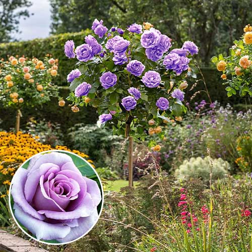 rose-blue-moon-1_2.jpg Штамбова троянда Blue Moon (Блю Мун)