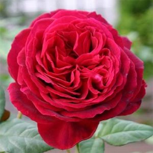rose-gospel-4-1-1.jpg Троянда Gospel