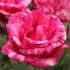 rose-pink-intuition-1.jpg Троянда Пінк Інтуїшн (Pink Intuition)