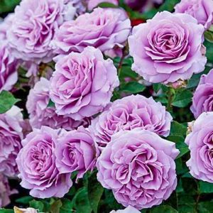 roza-floribunda-lav-song_1-1.jpg Троянда Лав сонг (Love song)