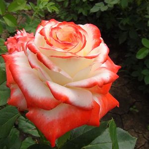 roza-imperatrica-farax-3-1.jpg Троянда Імператриця (Imperatrice)