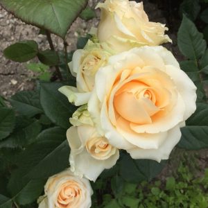 roza-pich-avalansh-ili-avalanzh-peach-avalanche-sazhentsy-1.jpg Троянда Піч Аваланж (Peach Avalanche)