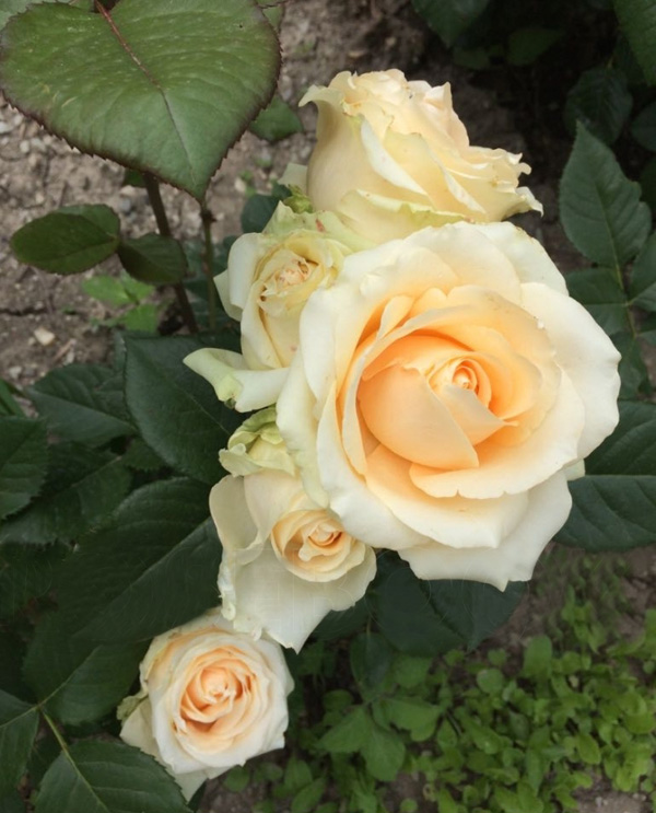 roza-pich-avalansh-ili-avalanzh-peach-avalanche-sazhentsy-1.jpg Троянда Піч Аваланж (Peach Avalanche)