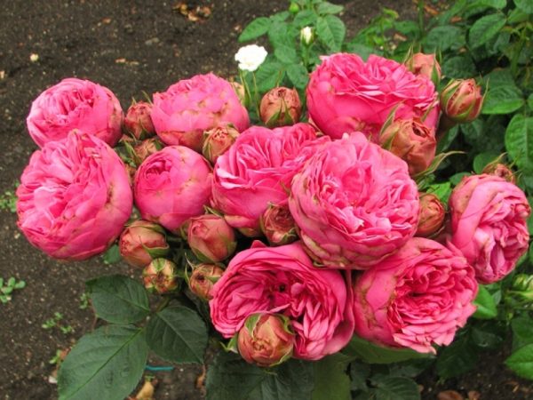 Троянда Пінк Піано (Pink Piano)