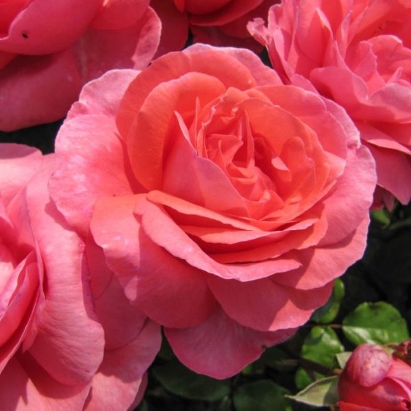 Троянда Монтезума (Montezuma)