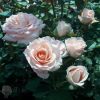 roza-sprei-kremovaia-500x500-1-1.jpg Троянда спрейка Кремова